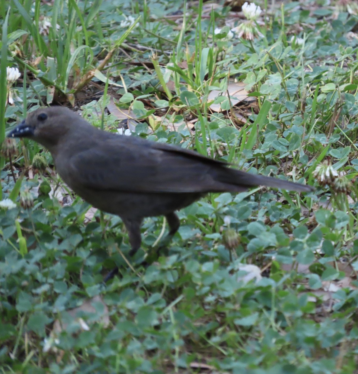 Brown-headed Cowbird - Susan Leake