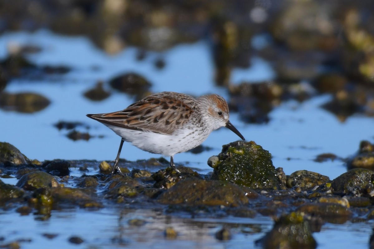 Western Sandpiper - Kelly Kirkpatrick