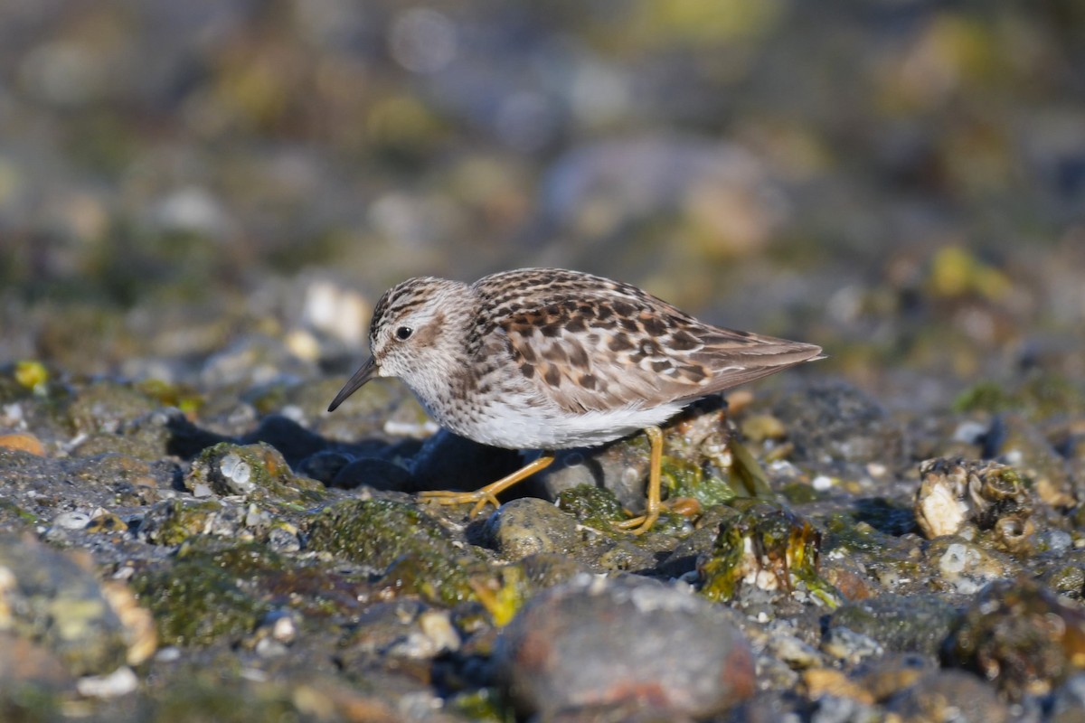 Least Sandpiper - Kelly Kirkpatrick