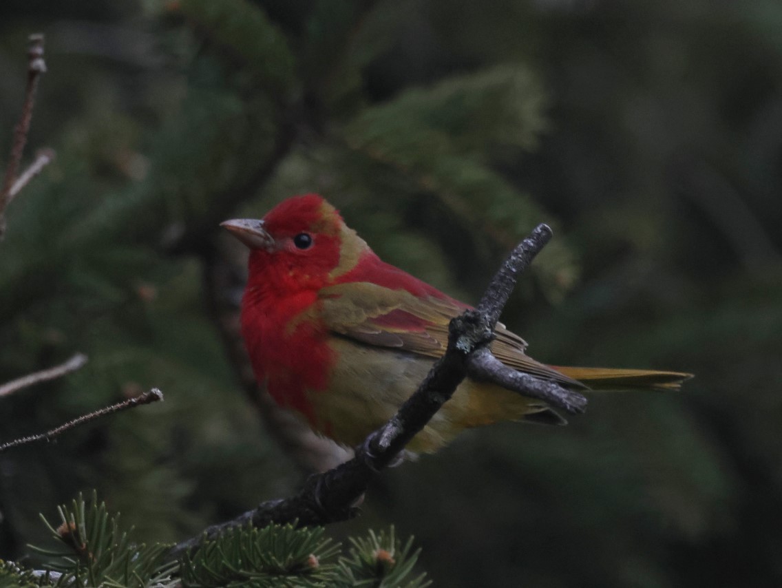 Summer Tanager - ML618238590