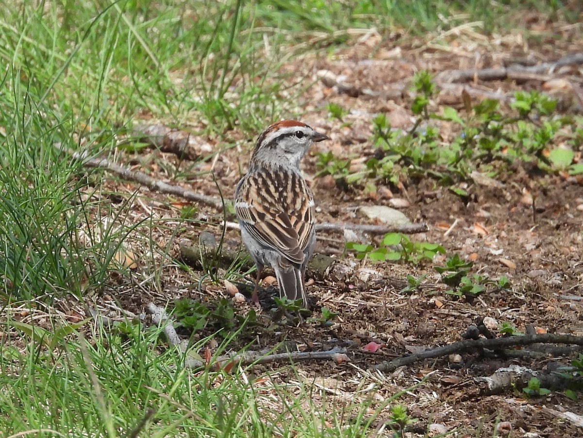 Chipping Sparrow - Kathy Springer