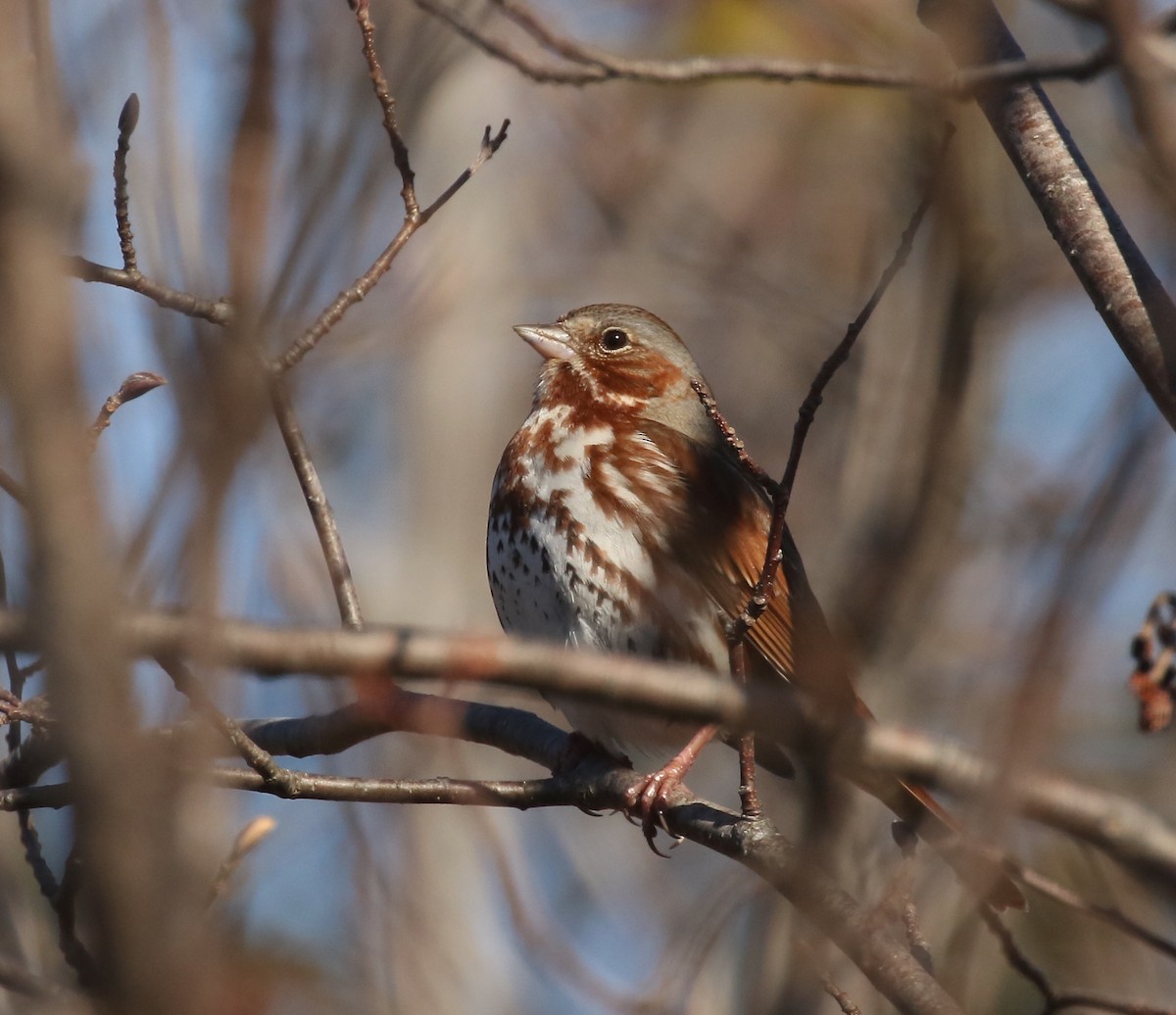 Fox Sparrow - Denise  McIsaac