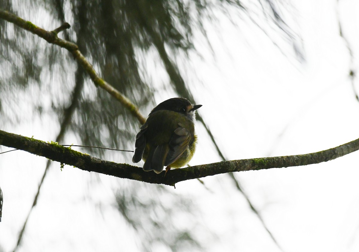 Pale-yellow Robin - ML618238625