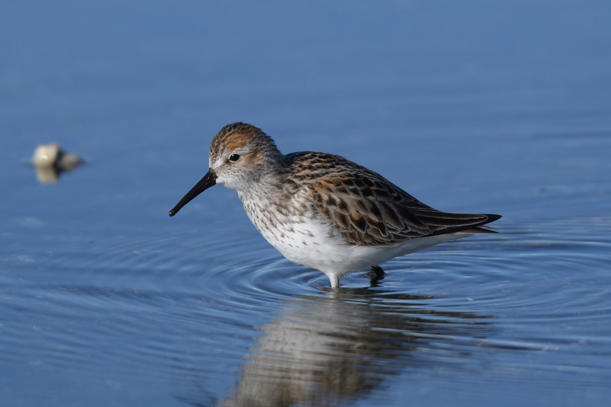 Western Sandpiper - ML618238638