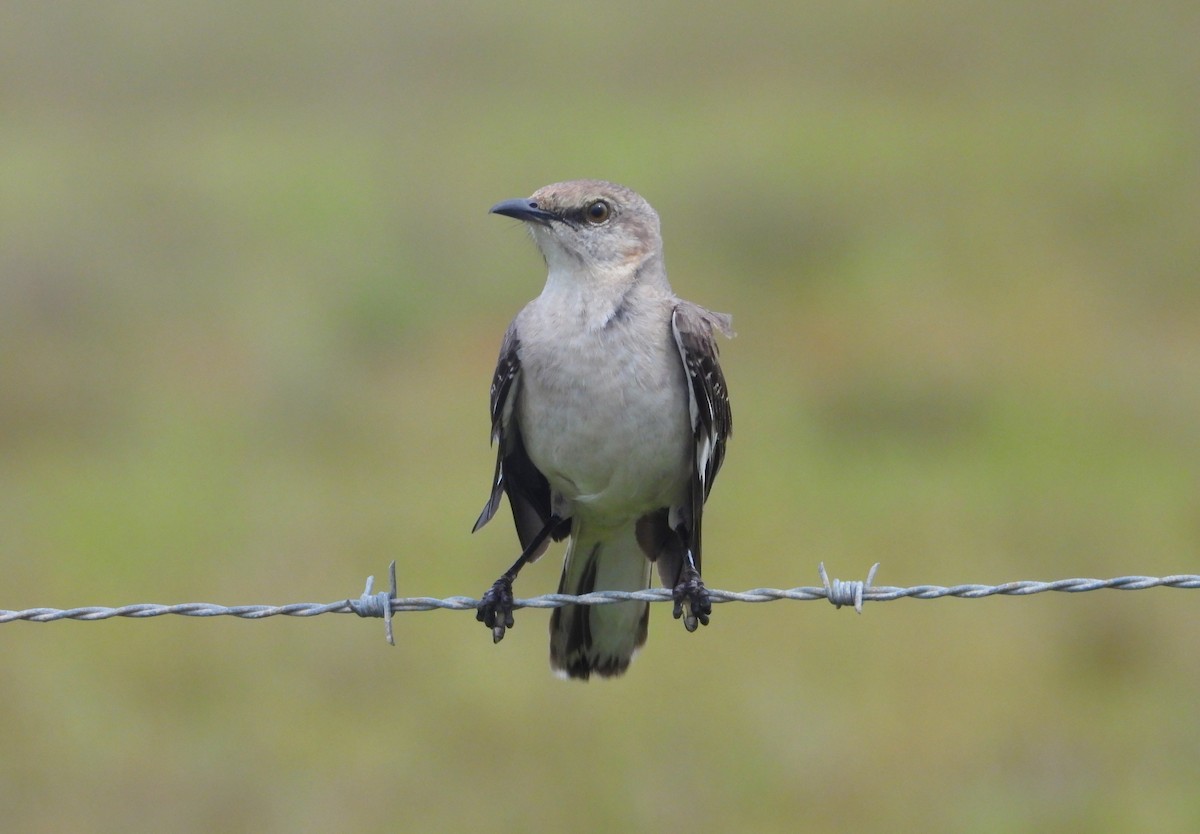 Northern Mockingbird - Valentina Roumi