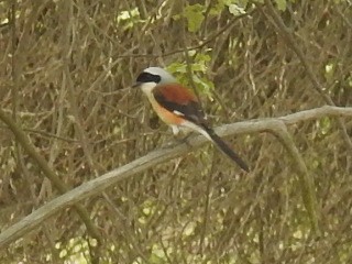 Bay-backed Shrike - Anonymous