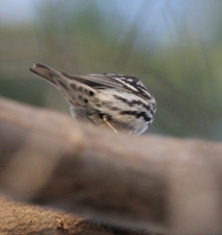 Black-and-white Warbler - Edward M