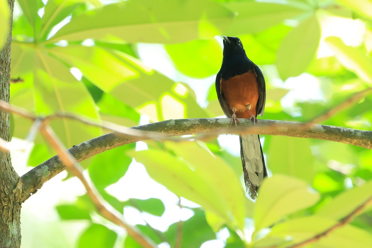 White-rumped Shama (White-rumped) - ordinary birder