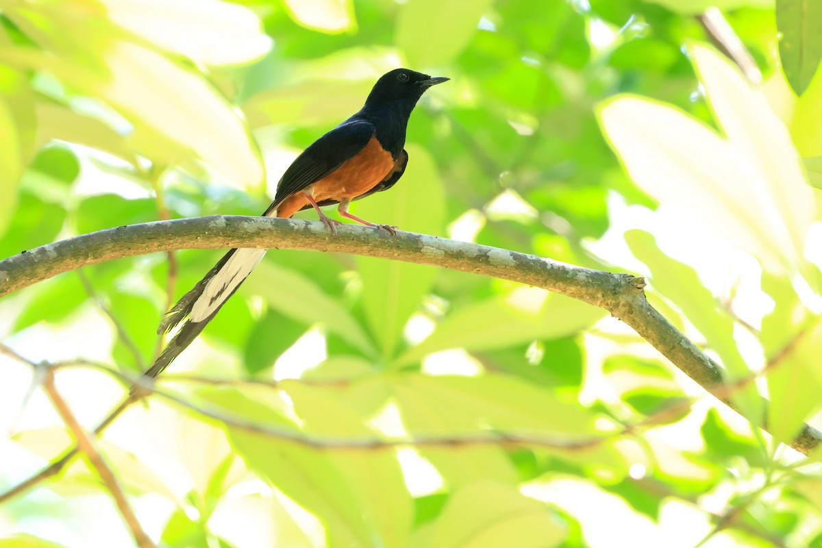 White-rumped Shama (White-rumped) - ordinary birder