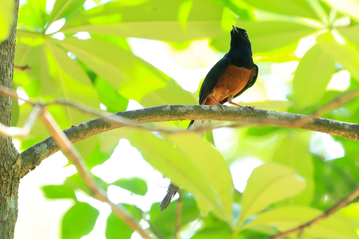 White-rumped Shama (White-rumped) - ordinary birder