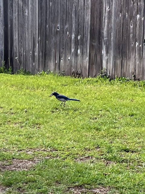 California Scrub-Jay - jesse jackson