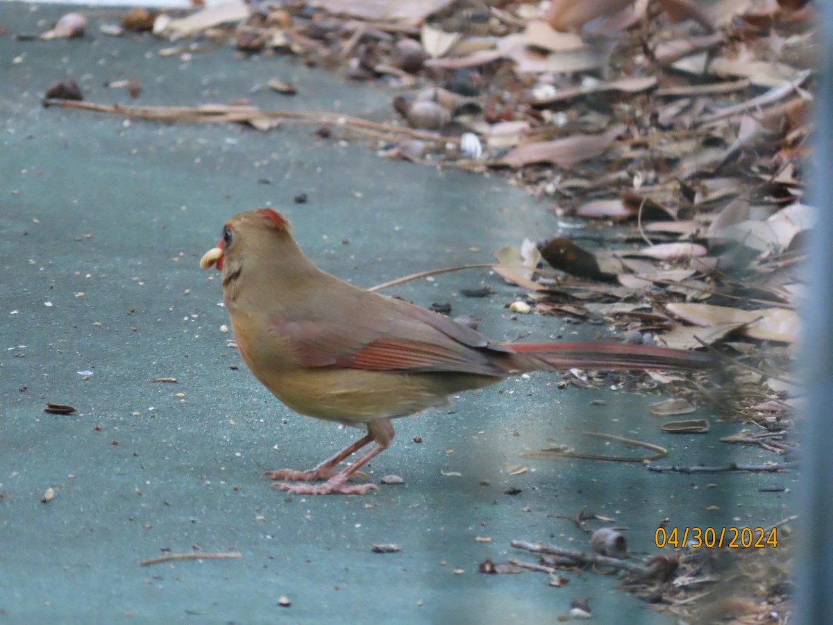 Northern Cardinal - Susan Leake