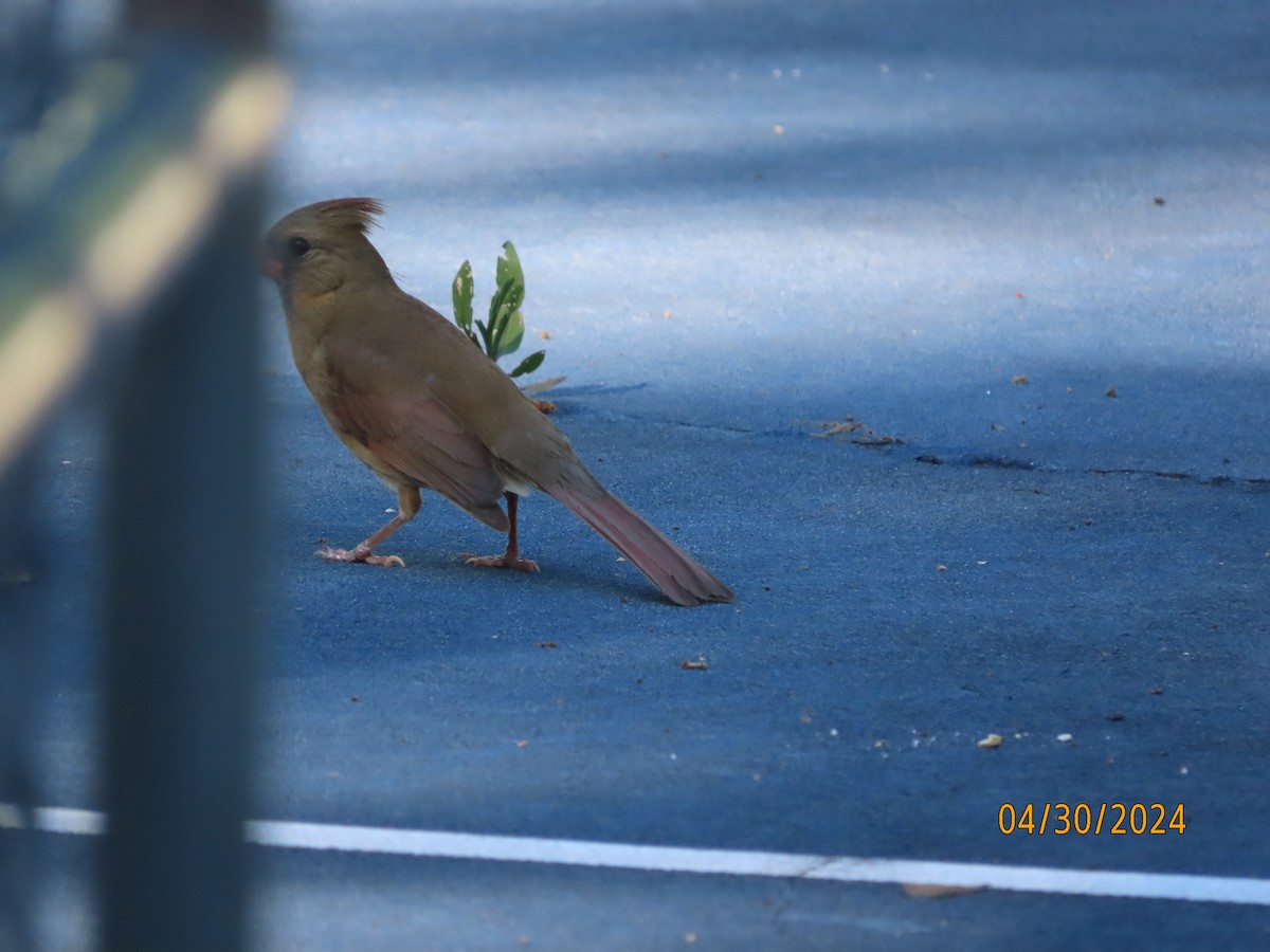 Northern Cardinal - Susan Leake