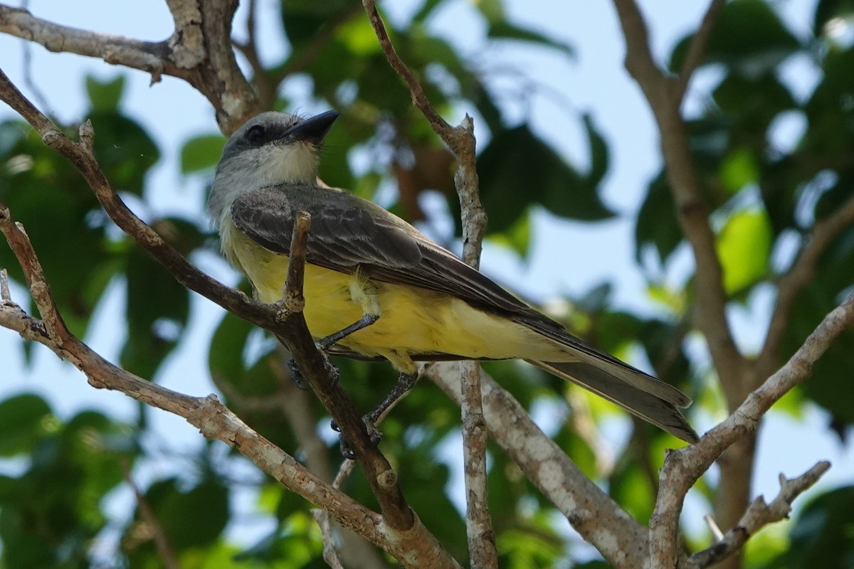 Tropical Kingbird - Brian Lockwood