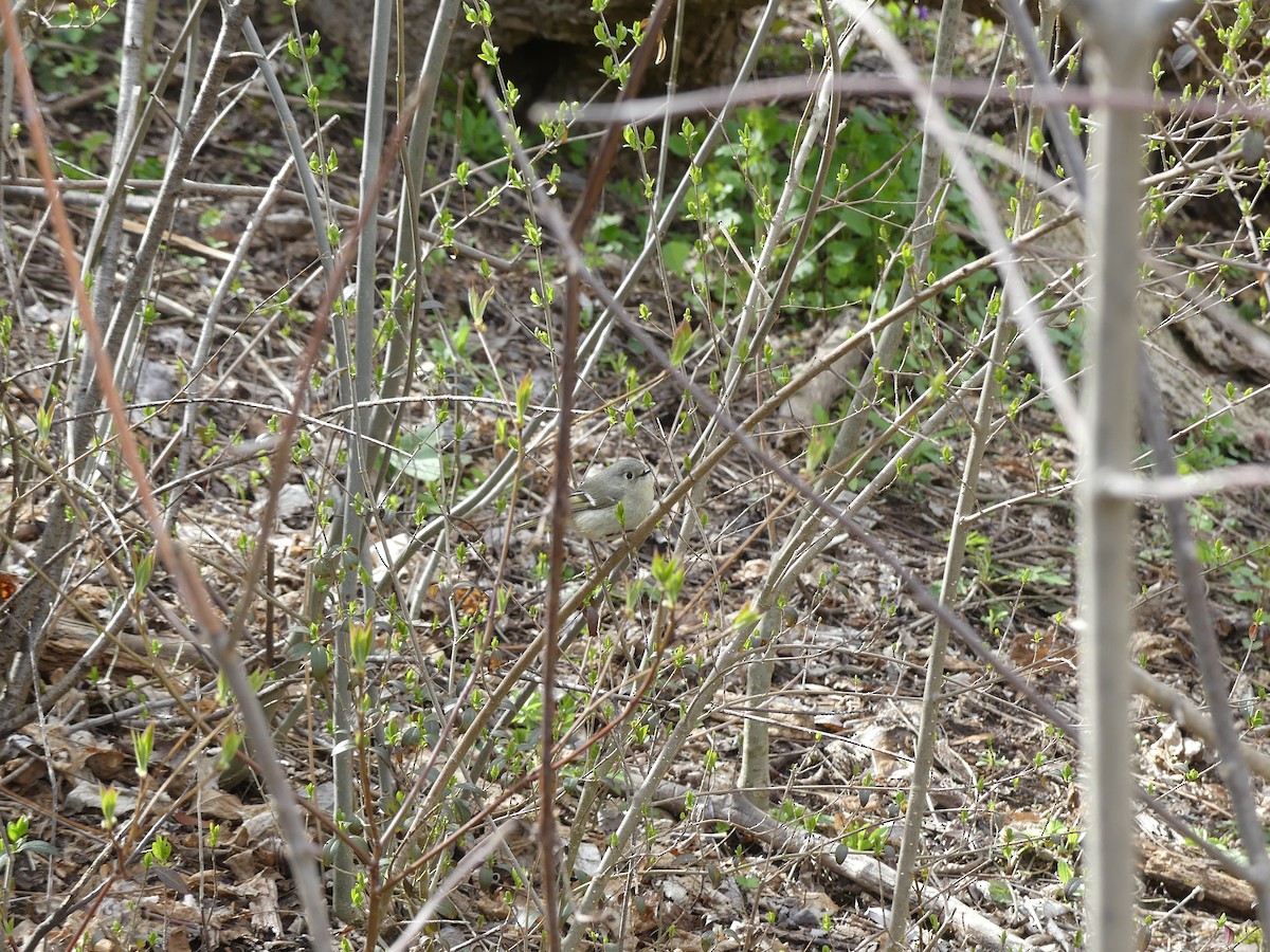 Ruby-crowned Kinglet - Fraser Gibson