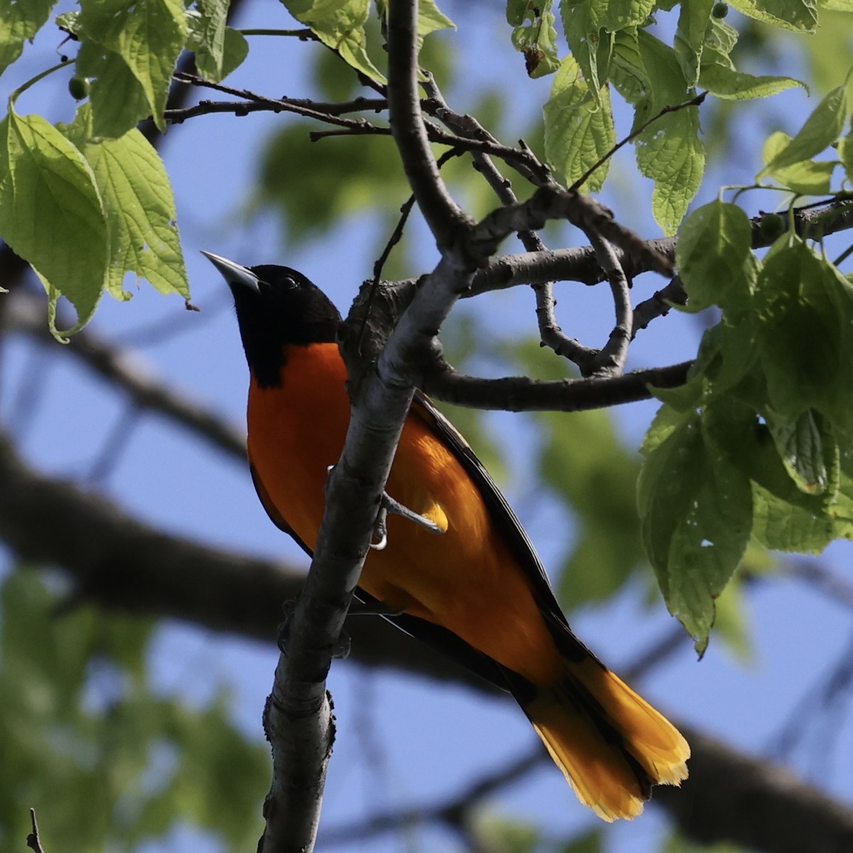 Baltimore Oriole - Michael Burkhart