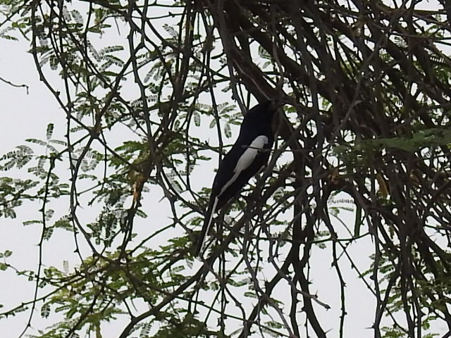 Oriental Magpie-Robin - Anonymous