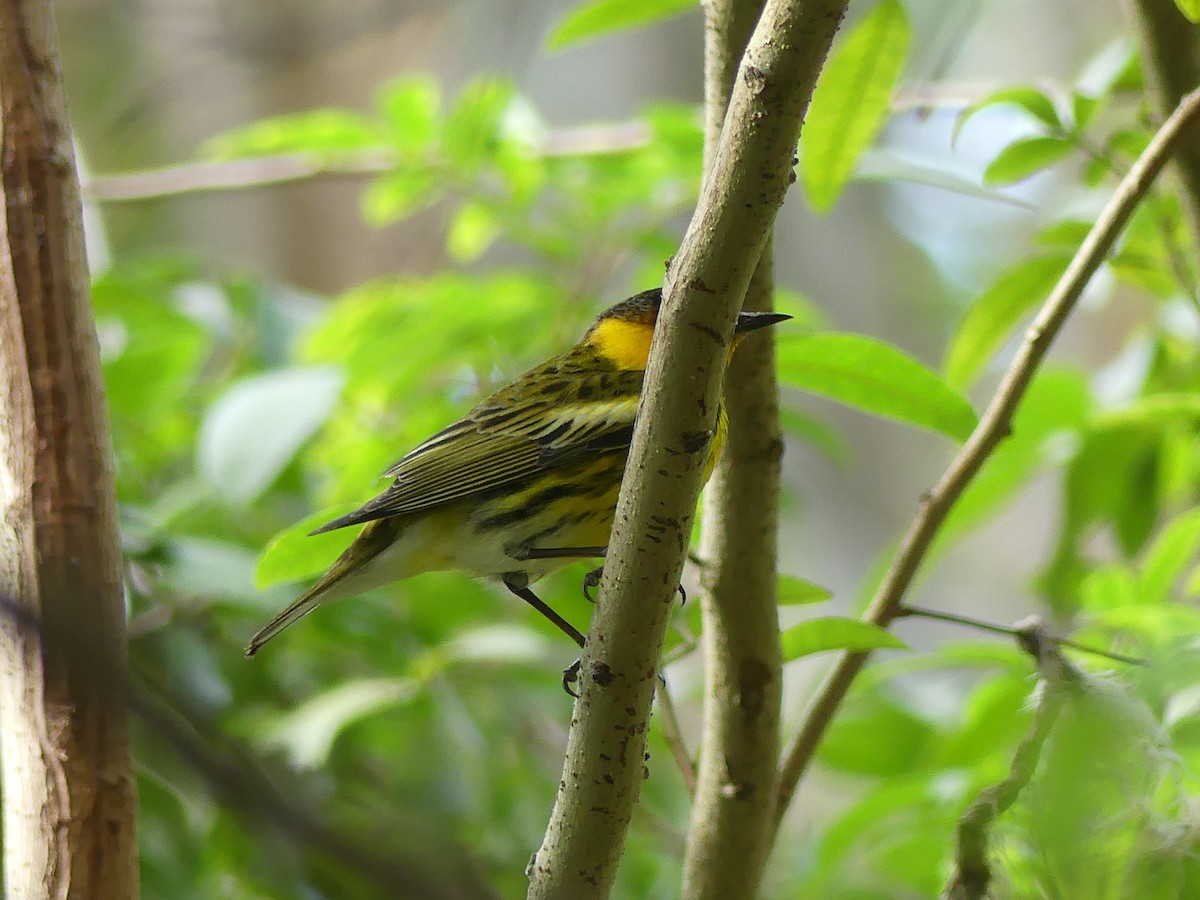 Cape May Warbler - Betty Holcomb