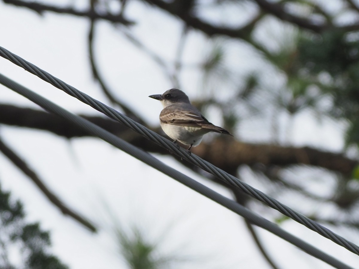 Gray Kingbird - ML618238748