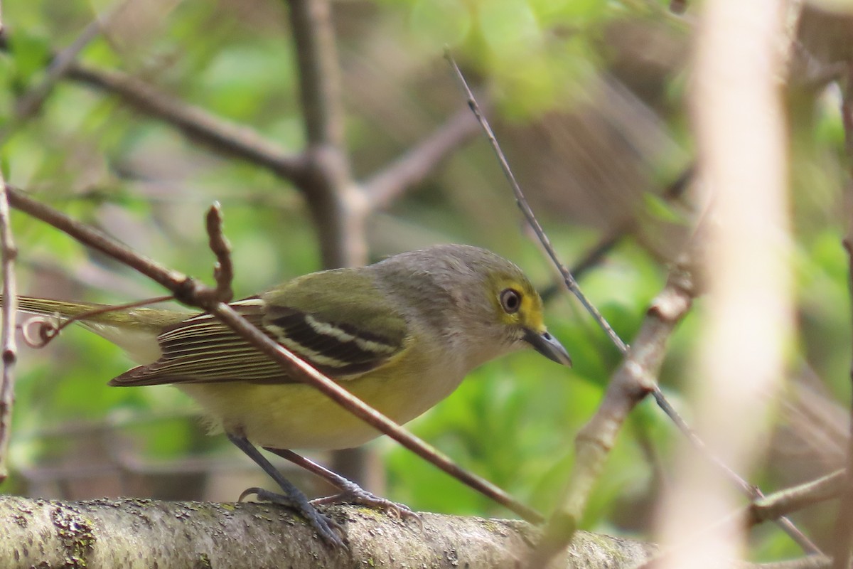 White-eyed Vireo - Santos Rodriguez