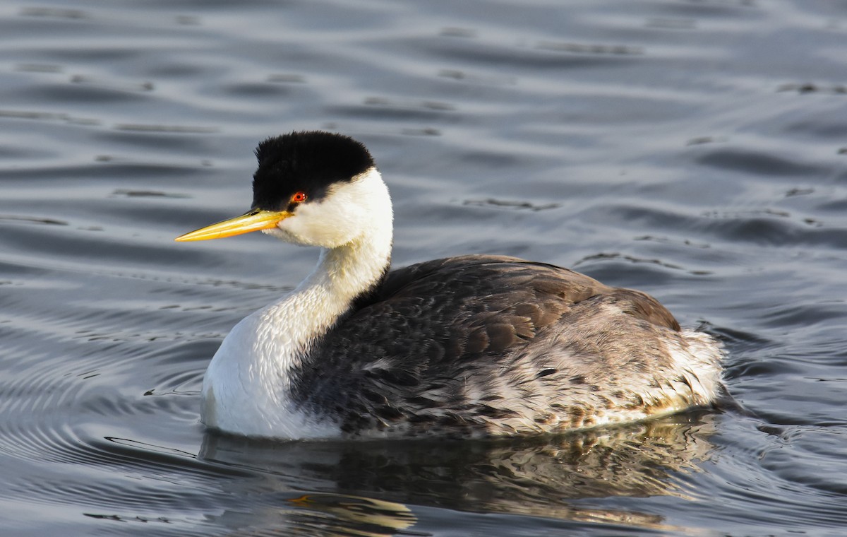 Western Grebe - ML618238760