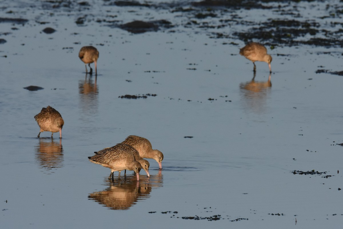 Marbled Godwit - Steve Pearl