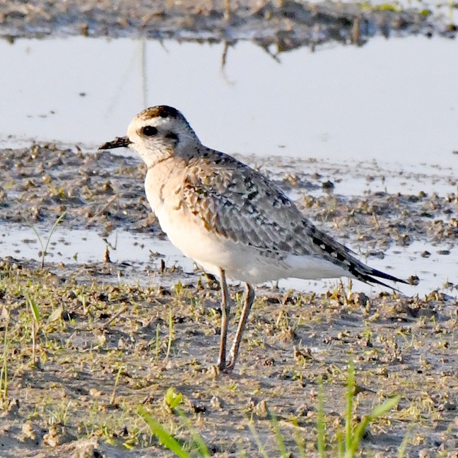 American Golden-Plover - Denny Granstrand