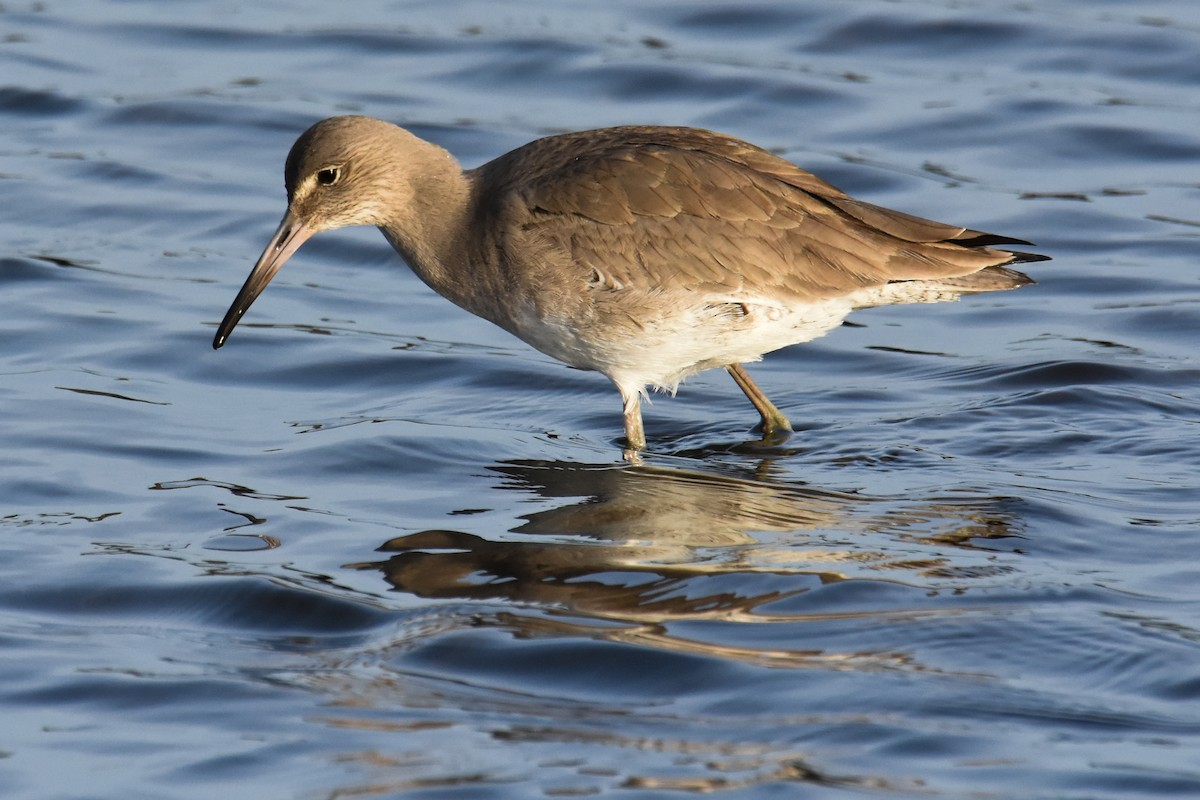 Willet - Steve Pearl