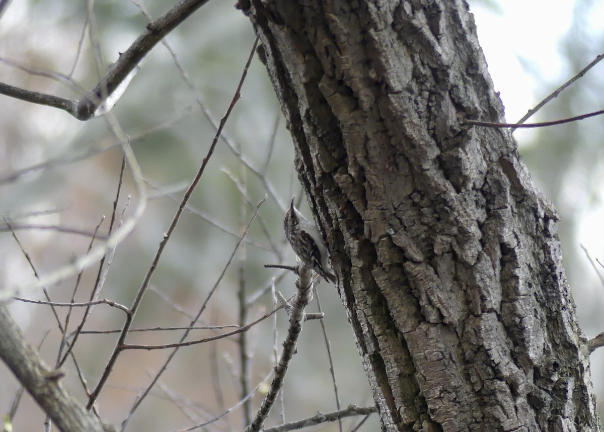 Brown Creeper - Fraser Gibson