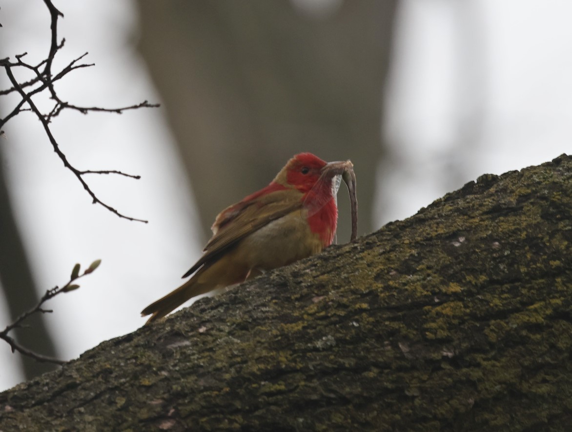 Summer Tanager - ML618238778