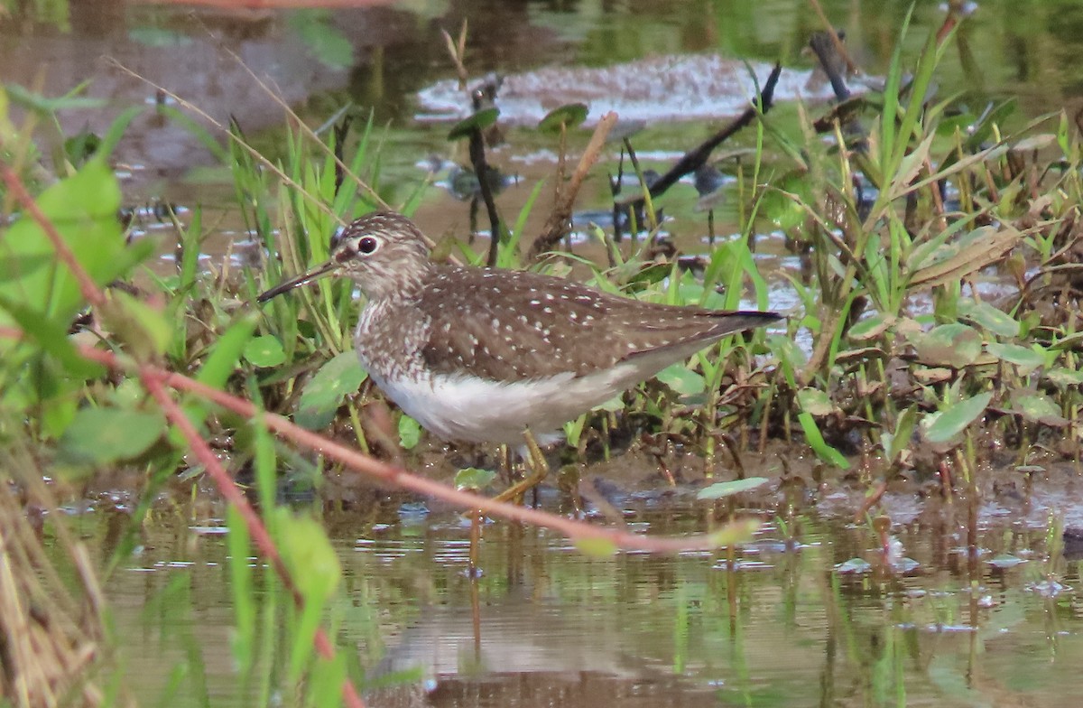 Solitary Sandpiper - Simon Harvey