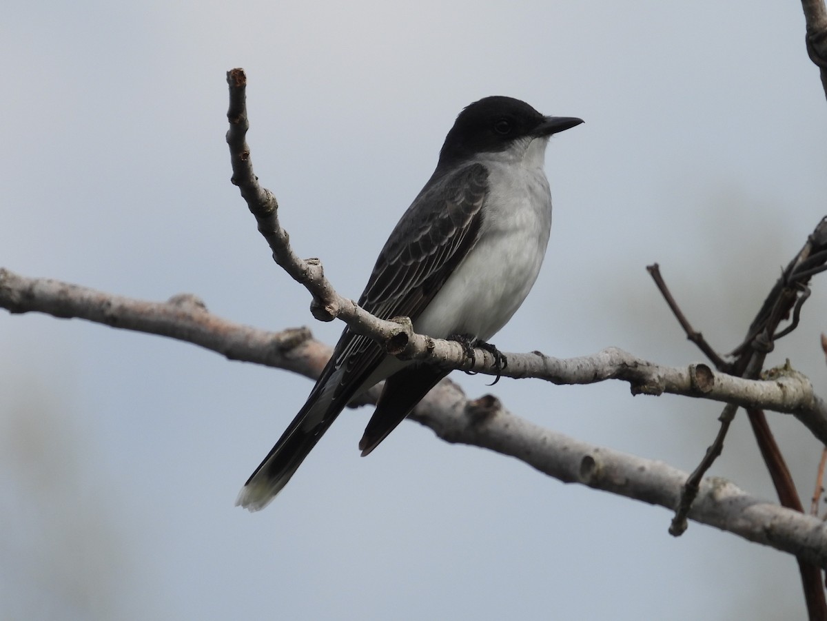 Eastern Kingbird - Kathy Springer