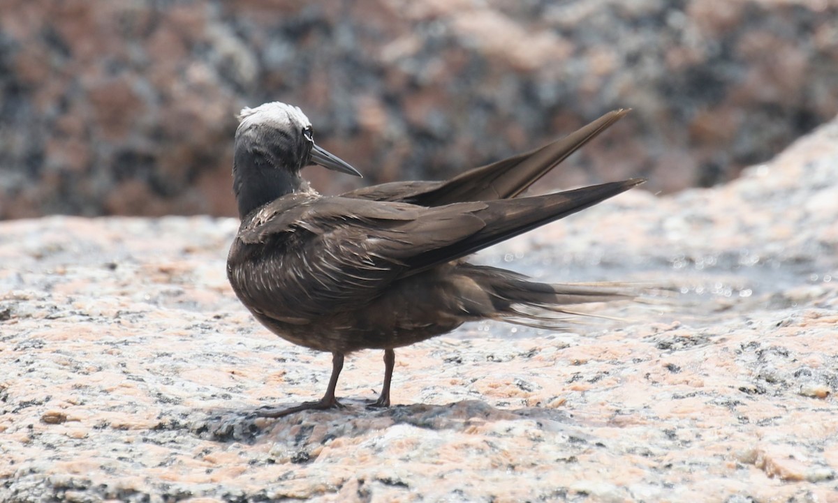 Black Noddy - William Tarbox