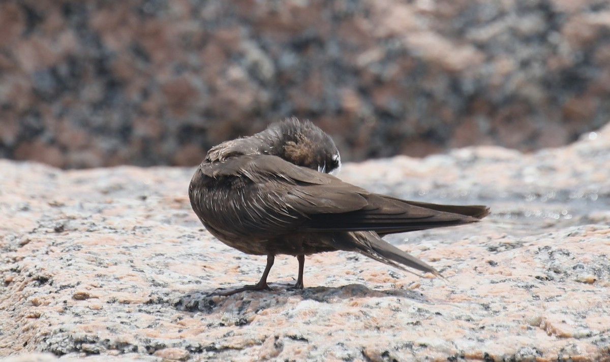 Black Noddy - William Tarbox