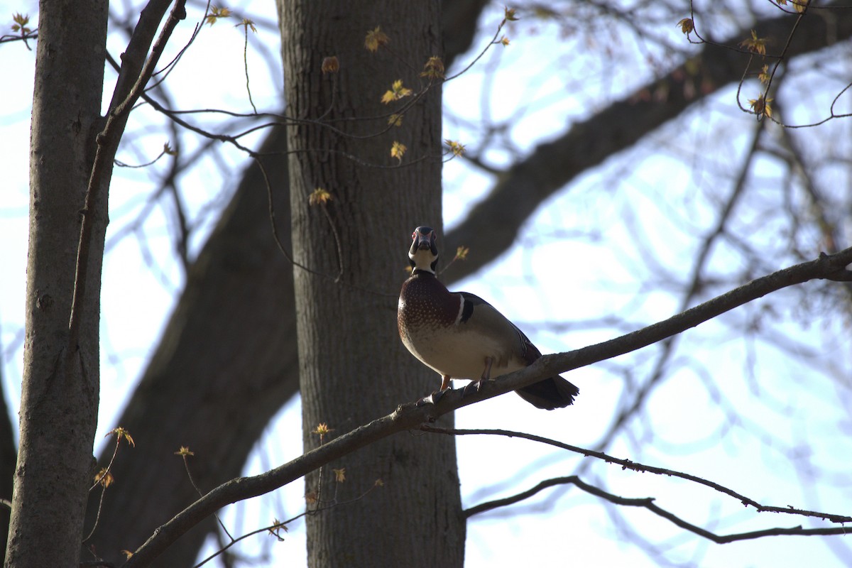 Wood Duck - ML618238811