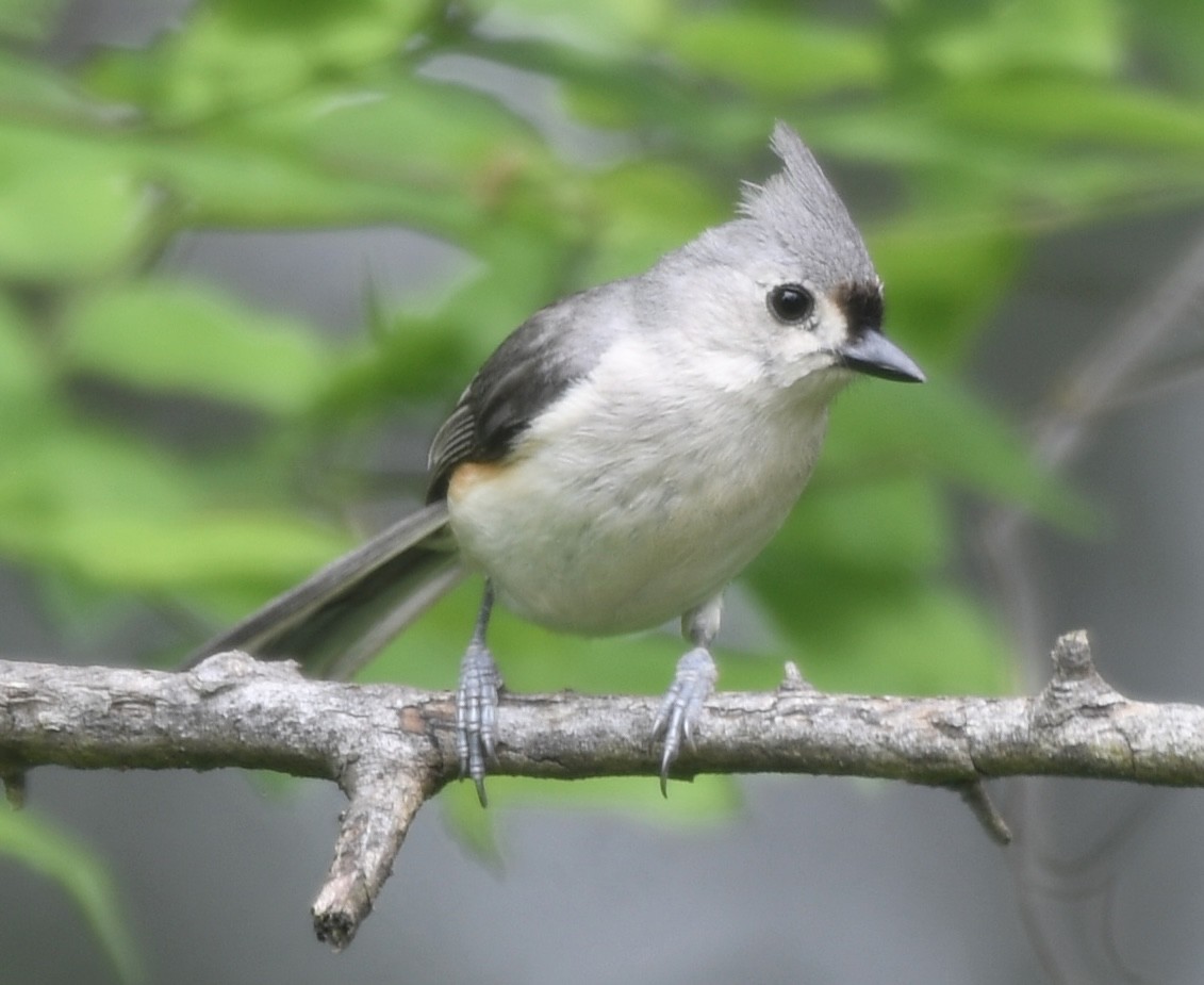 Tufted Titmouse - Cyndy Hardaker