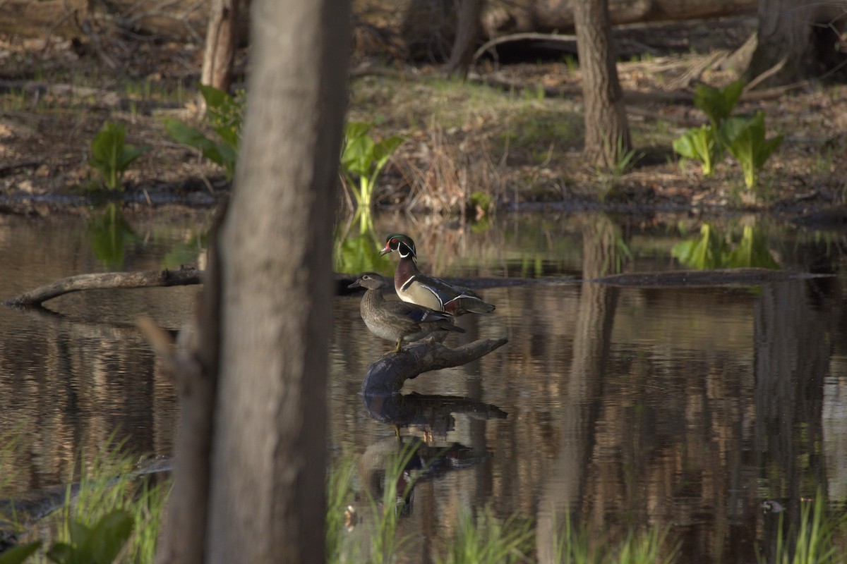 Wood Duck - ashley leckrone