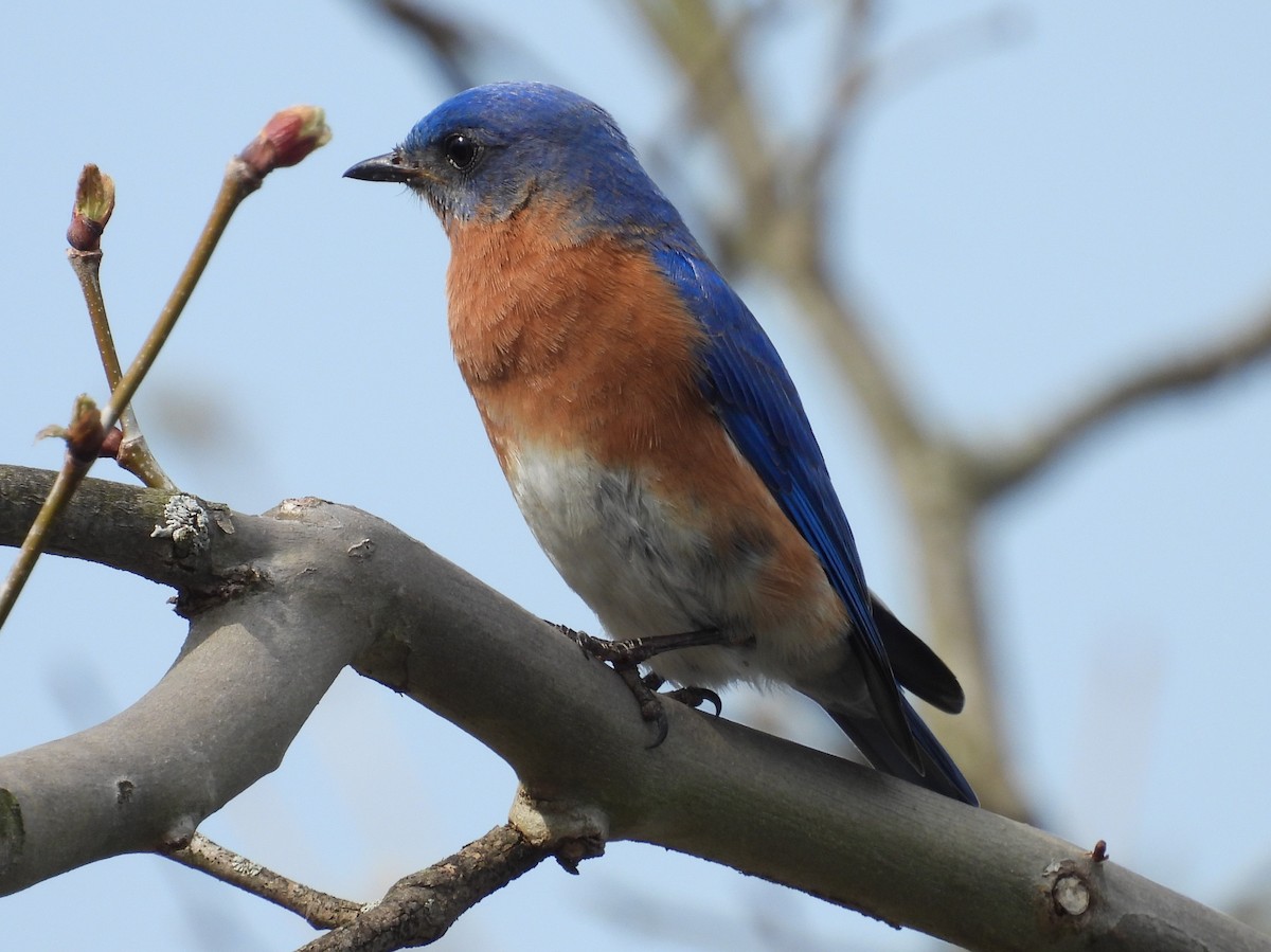 Eastern Bluebird - Kathy Springer