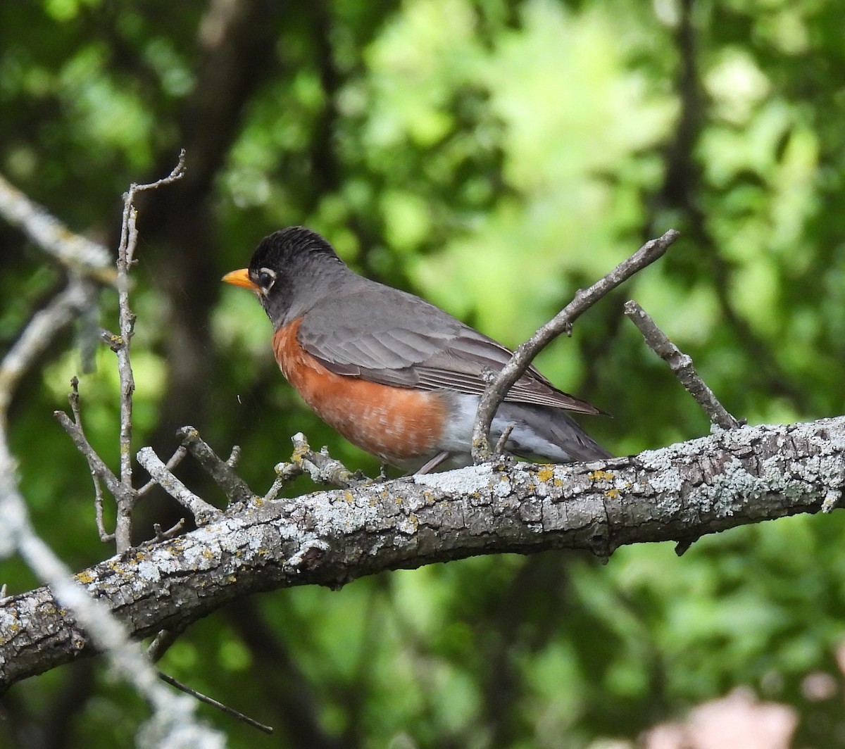 American Robin - Shelia Hargis