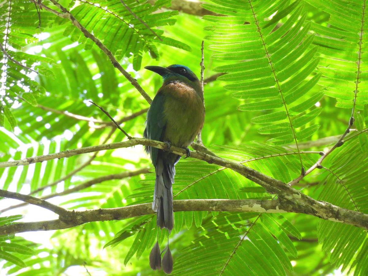 Keel-billed Motmot - Daniel Martínez