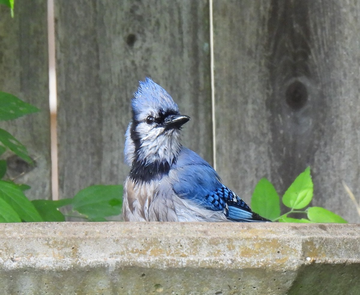 Blue Jay - Shelia Hargis