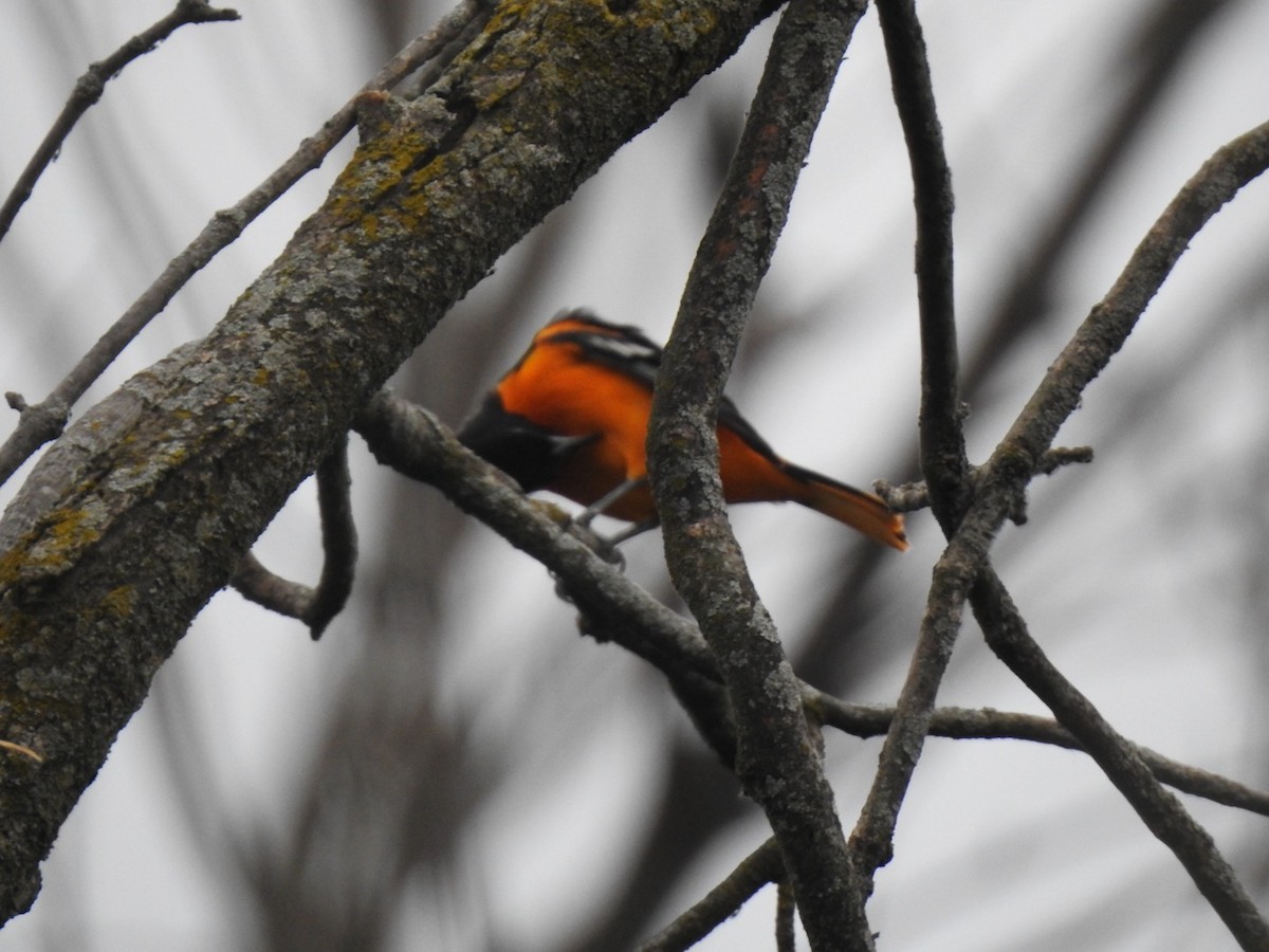 Baltimore Oriole - ML618238843