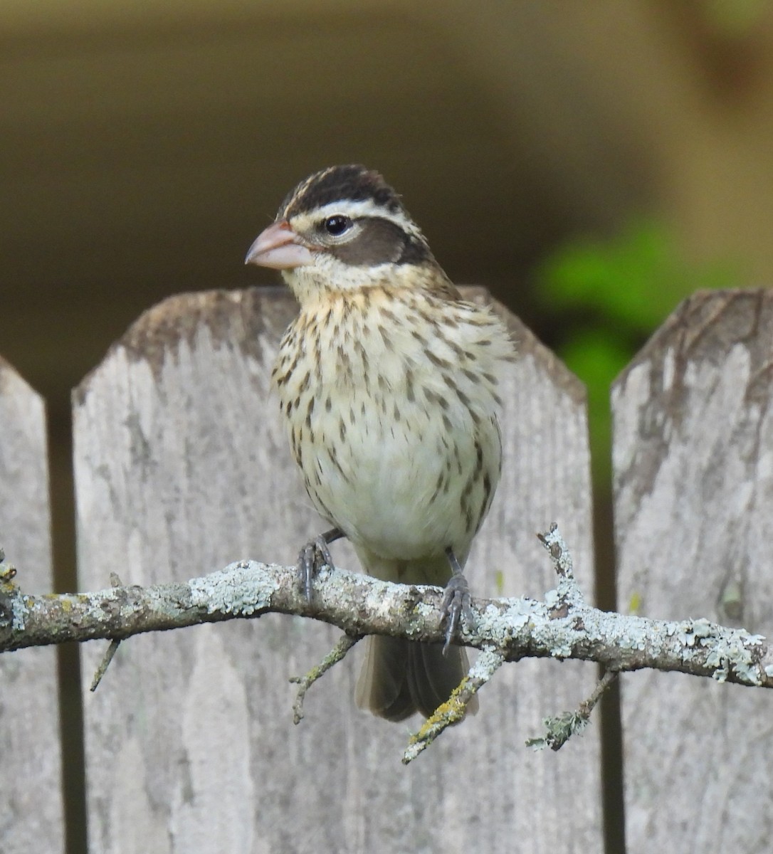 Rose-breasted Grosbeak - Shelia Hargis