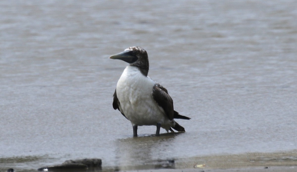 Masked Booby - William Tarbox