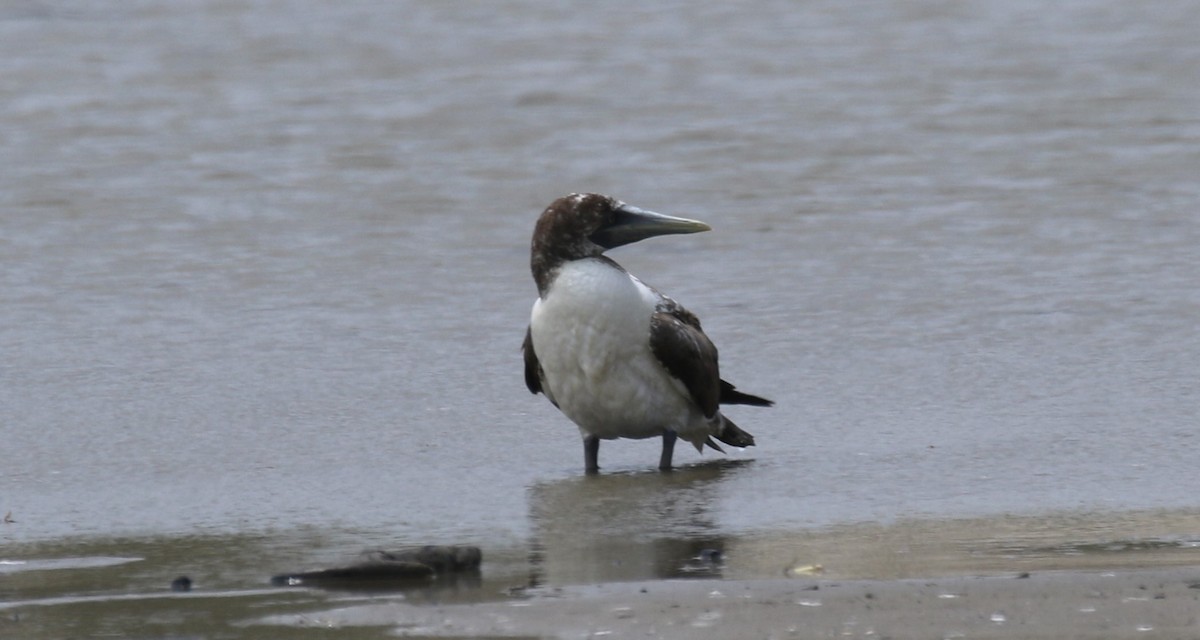 Masked Booby - ML618238851