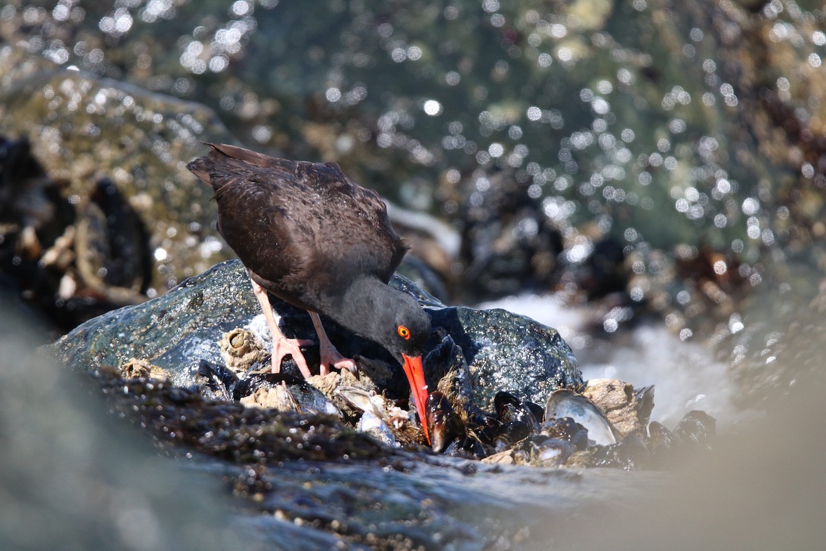 Black Oystercatcher - ML618238867