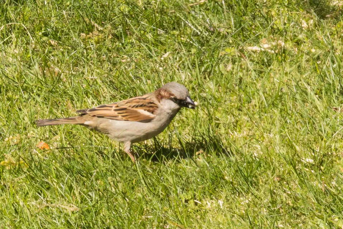 House Sparrow - Scott Fischer