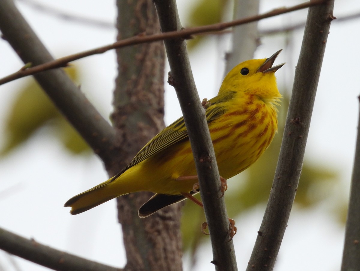 Yellow Warbler - Kathy Springer