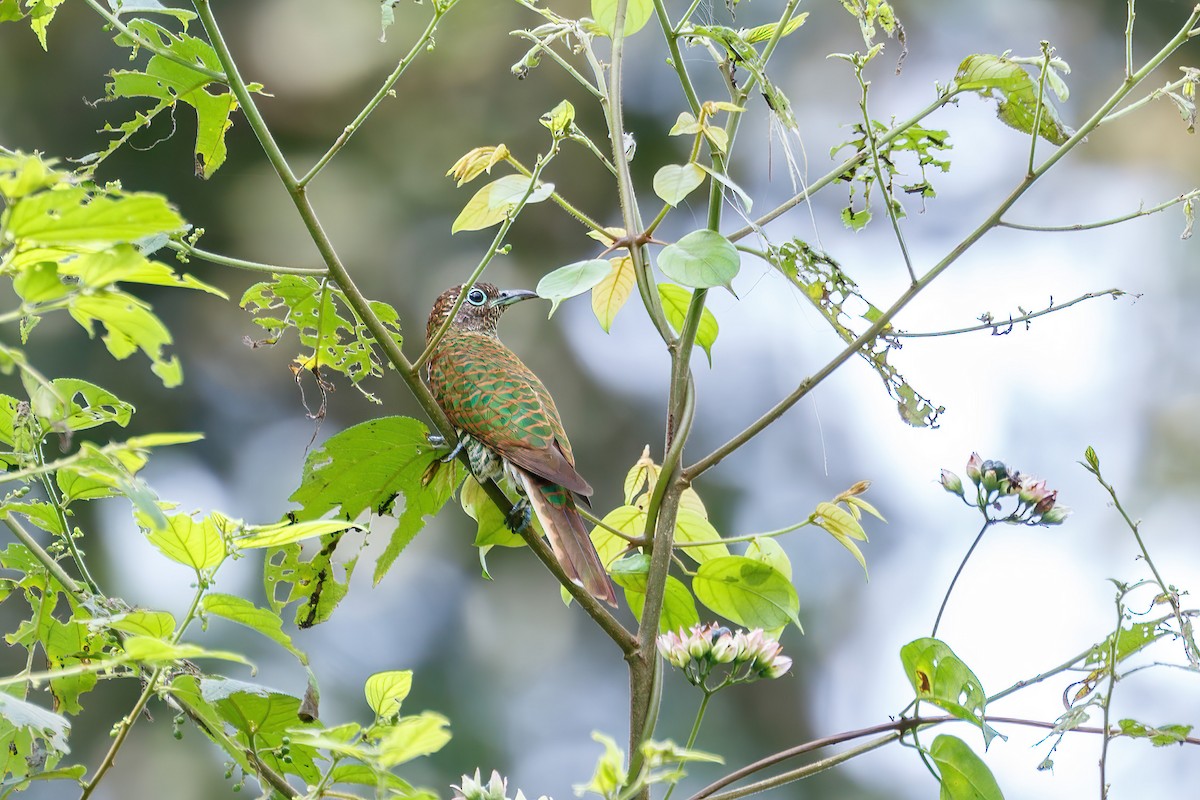 African Emerald Cuckoo (African) - Jeanne Verhulst