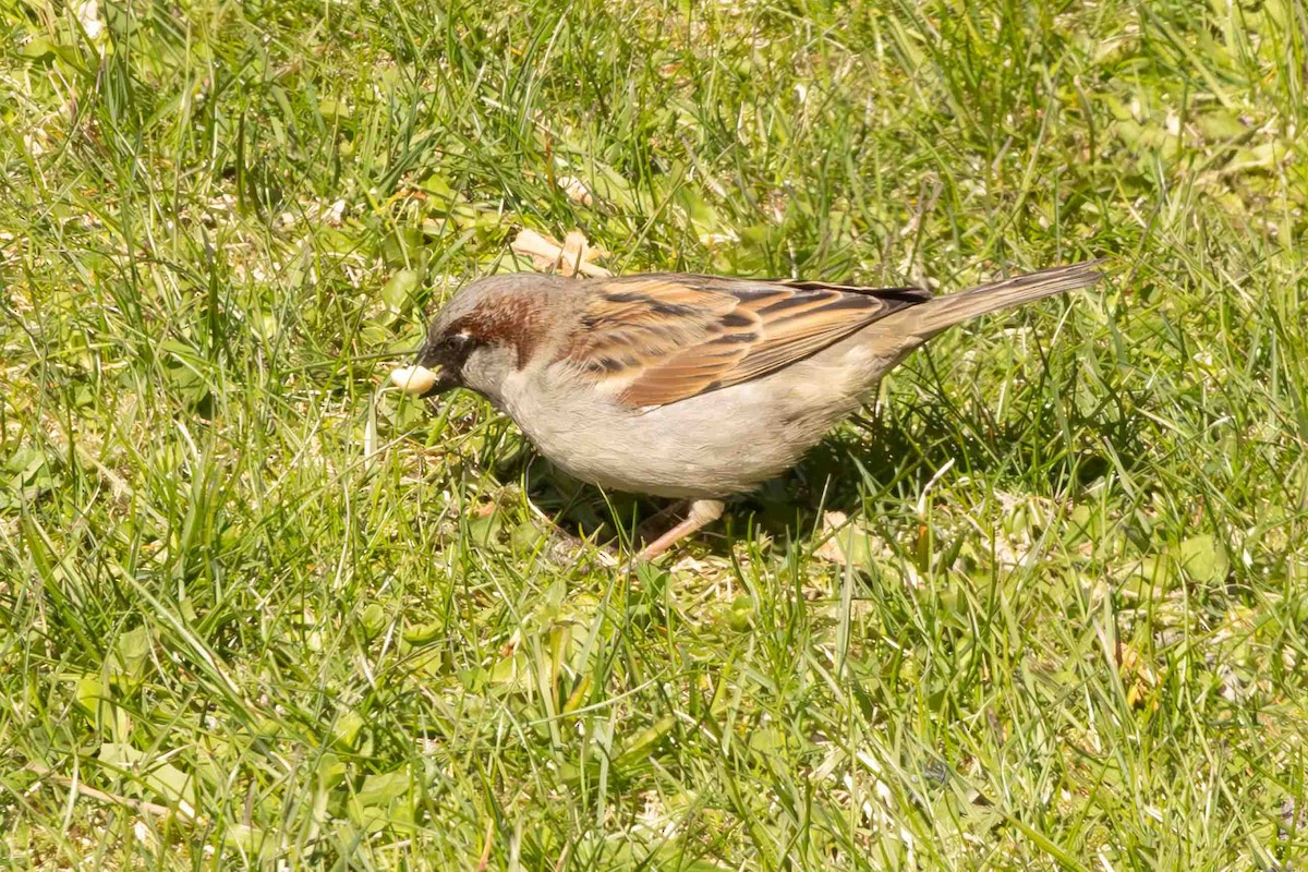 House Sparrow - ML618238900